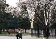春花烂漫 周末去天坛公园探访最美古玉兰吧！