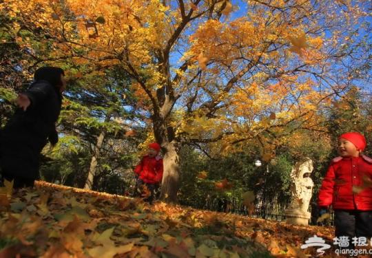 西城今年再添两处城市森林公园 什刹海环湖绿道西海湿地公园同时开建