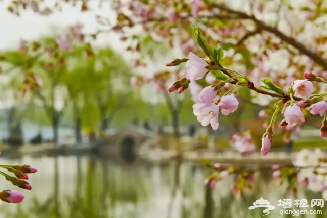 堆云叠雪！玉渊潭千株樱花盛放，这两朵美出天际！[墙根网]