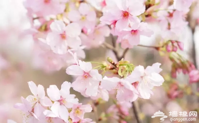 堆云叠雪！玉渊潭千株樱花盛放，这两朵美出天际！[墙根网]