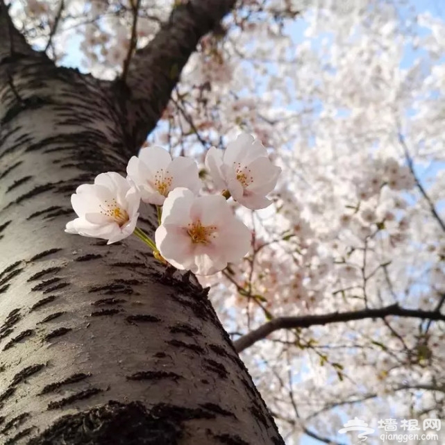 堆云叠雪！玉渊潭千株樱花盛放，这两朵美出天际！[墙根网]