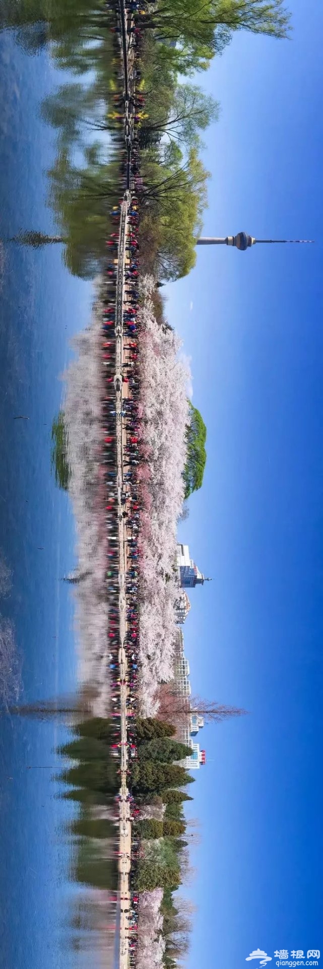 堆云叠雪！玉渊潭千株樱花盛放，这两朵美出天际！[墙根网]