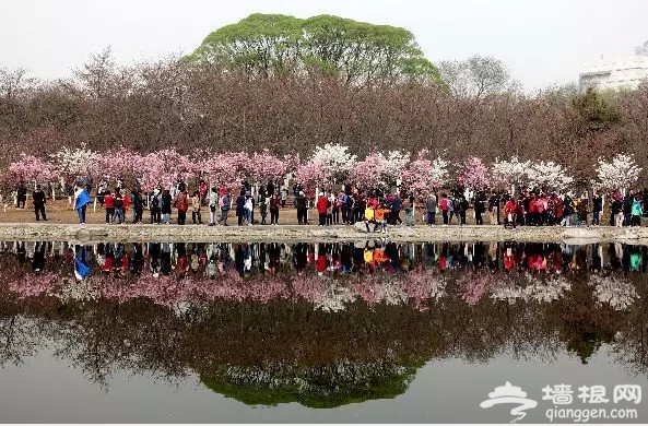 堆云叠雪！玉渊潭千株樱花盛放，这两朵美出天际！[墙根网]