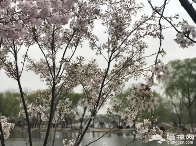 堆云叠雪！玉渊潭千株樱花盛放，这两朵美出天际！[墙根网]