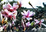 “花开山水间”—2019年门头沟赏花季