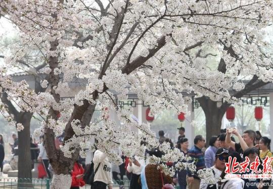 北京春游去哪玩？市属公园清明假期举行30项游园活动