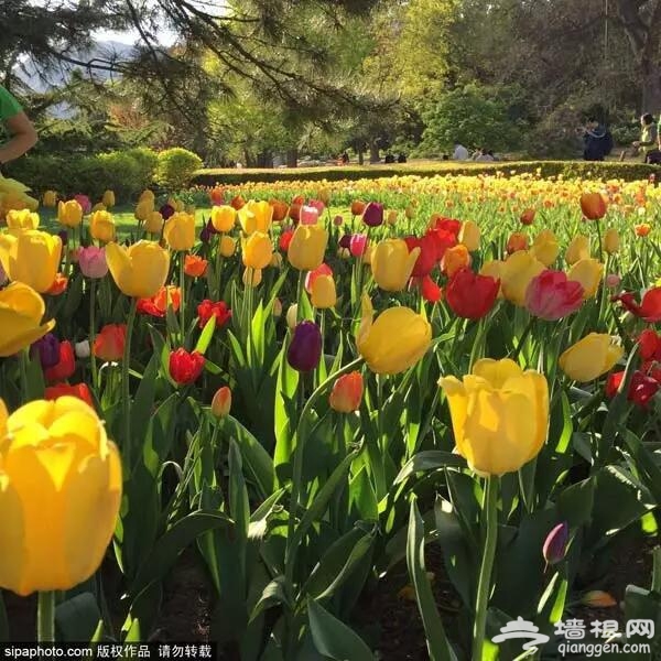 春游古村 赏花看展 去京城最小众的地方，赏最美的春天！[墙根网]