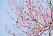 北京平谷桃花节交通攻略（京津冀自驾路线）