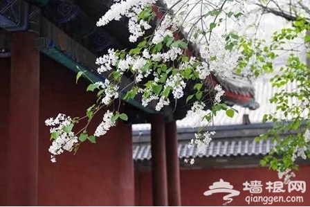 戒台寺“第二十二届丁香旅游文化节”将开幕