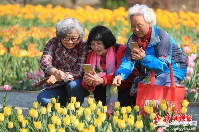 北京植物园40万郁金香盛放 展区设计灵感来自绘本《秘密花园》[墙根网]
