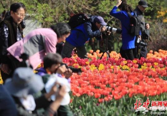 北京植物园40万郁金香盛放 展区设计灵感来自绘本《秘密花园》
