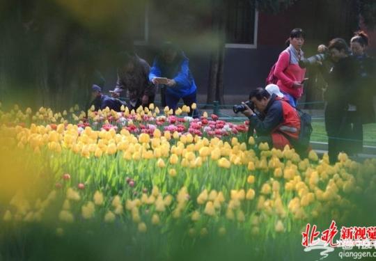 北京中山公園郁金香洋水仙等進入最佳觀賞期 設計7個主題景區