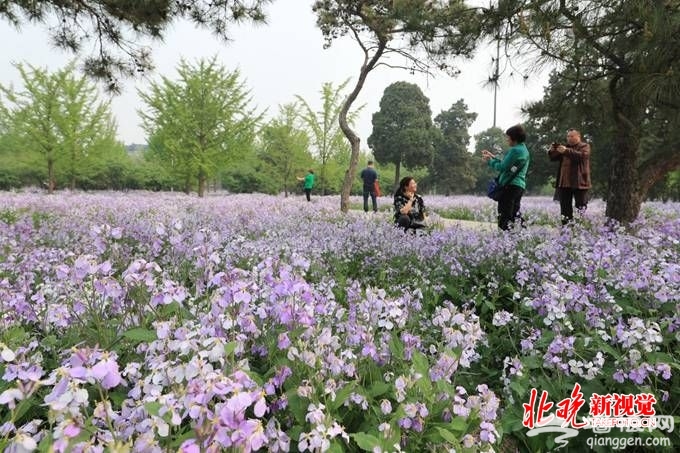 天坛二月兰开出“香雪海”自然景观 北京市属公园推广乡土植物[墙根网]