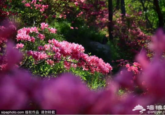 漫山遍野映山红！北京最大的“童话森林”将再现美景！