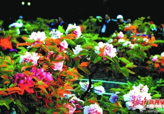 五一长假北京72处风景区赏花正当时 桃杏梨花花期将过不容错过