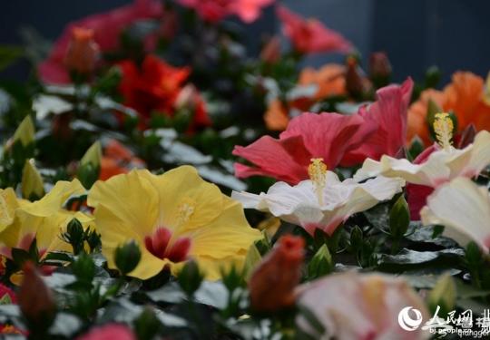 2019世园会北京展品亮相世界花卉大观园