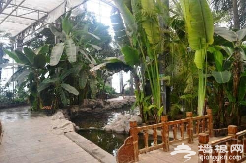 天津热带植物观光园，亚洲室内建筑面积最大的热带植物观光园[墙根网]