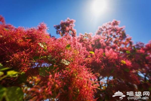 2018北京房山坡峰岭，第二届黄栌花节游玩攻略[墙根网]