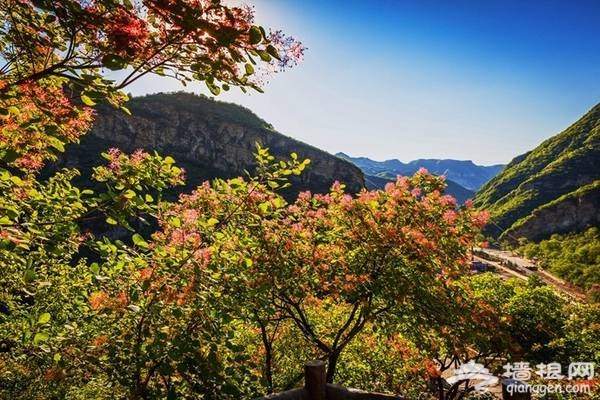 2018北京房山坡峰岭，第二届黄栌花节游玩攻略[墙根网]