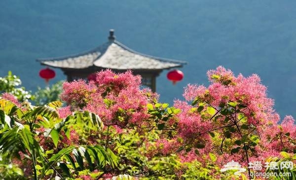 2018北京房山坡峰岭，第二届黄栌花节游玩攻略[墙根网]