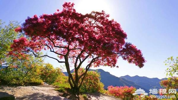 2018北京房山坡峰岭，第二届黄栌花节游玩攻略[墙根网]