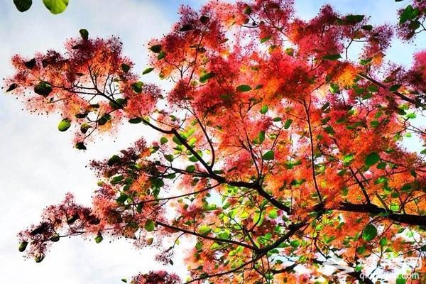 2018北京房山坡峰岭，第二届黄栌花节游玩攻略[墙根网]