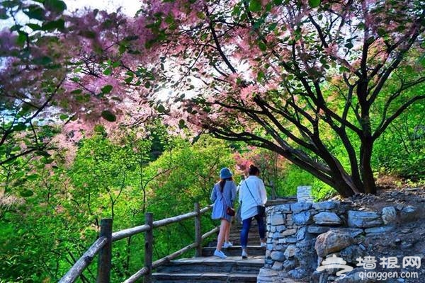 2018北京房山坡峰岭，第二届黄栌花节游玩攻略[墙根网]