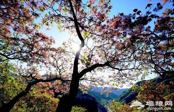 2018北京房山坡峰岭，第二届黄栌花节游玩攻略[墙根网]