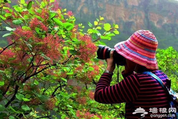 2018北京房山坡峰岭，第二届黄栌花节游玩攻略[墙根网]
