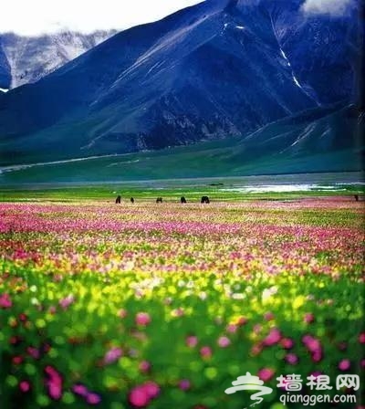 五月开始，最美的7条线路！条条惊艳无比！一定要自驾一遍[墙根网]