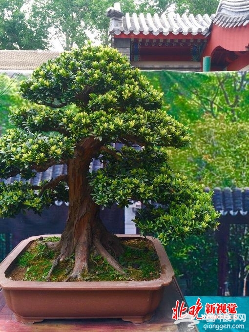 北京景山公园举行苏派盆景展 园内万余株芍药周末正值最佳观赏期[墙根网]