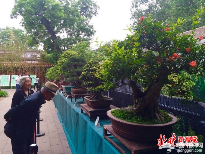 北京景山公园举行苏派盆景展 园内万余株芍药周末正值最佳观赏期[墙根网]