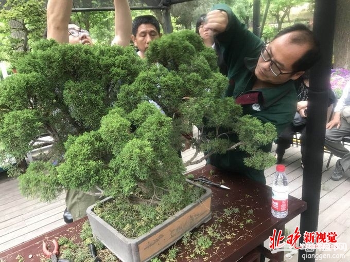 北京景山公园举行苏派盆景展 园内万余株芍药周末正值最佳观赏期[墙根网]