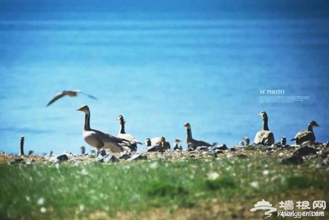 这条暑期最老少咸宜的青海湖环线，你可以先收下了！| 自驾地理[墙根网]