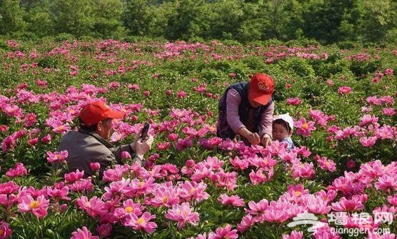 房山这片芍药花梯田已到最佳观赏期啦！[墙根网]