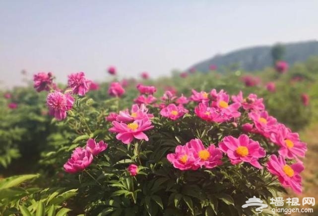 房山这片芍药花梯田已到最佳观赏期啦！[墙根网]