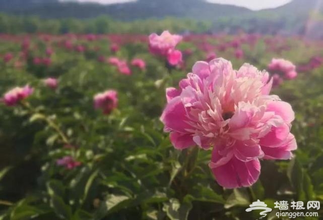 房山这片芍药花梯田已到最佳观赏期啦！[墙根网]