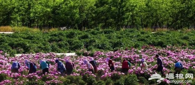 房山这片芍药花梯田已到最佳观赏期啦！[墙根网]
