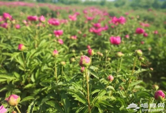 房山这片芍药花梯田已到最佳观赏期啦！[墙根网]