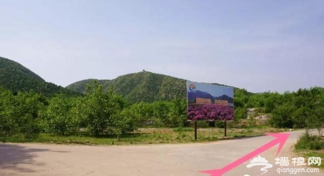 房山这片芍药花梯田已到最佳观赏期啦！[墙根网]