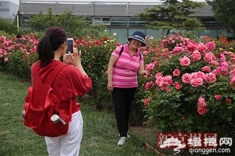 第十届北京月季文化节开幕 12家展区可赏月季[墙根网]
