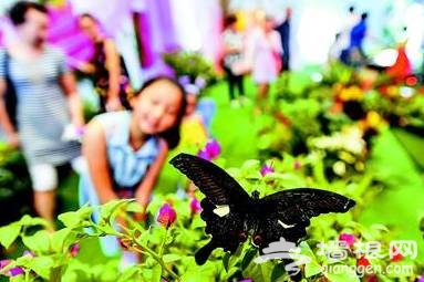 2018上海薰衣草节时间+门票+地点[墙根网]