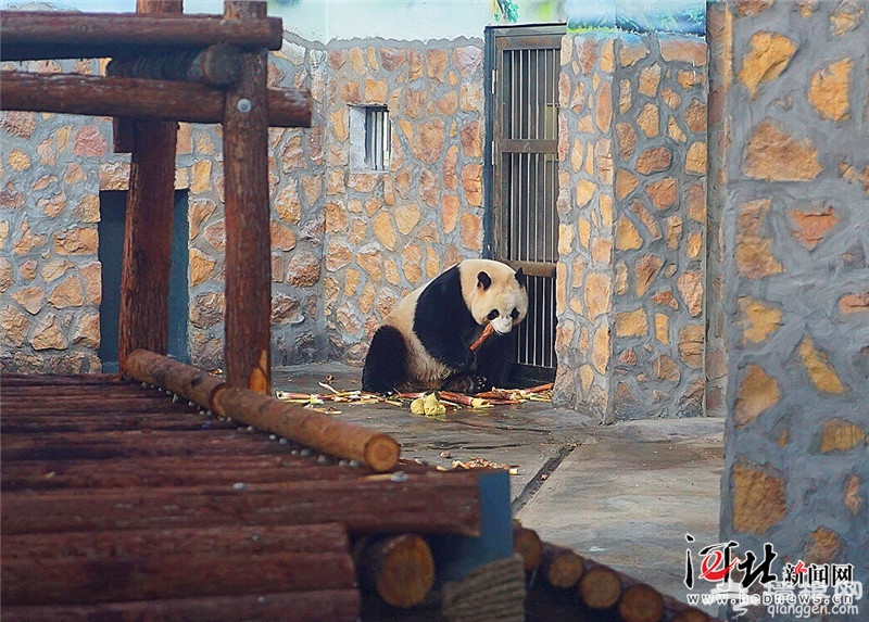“双喜”“梅浜”5月19日正式亮相唐山动物园大熊猫馆[墙根网]