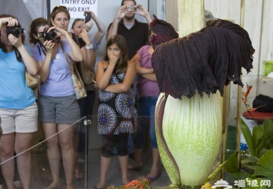 西双版纳尸花绽放花期短暂 腐尸般“香味”让人不敢靠近又恋恋不舍