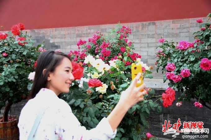 北京天坛公园月季展娇美亮相 月季技师将为游客进行赏花导览[墙根网]