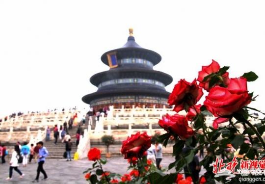 北京天坛公园月季展娇美亮相 月季技师将为游客进行赏花导览