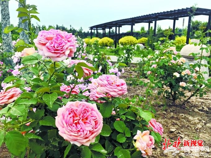 北京南中轴路古老月季园：读懂蔷薇、玫瑰、月季史[墙根网]