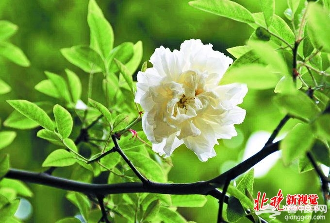 北京南中轴路古老月季园：读懂蔷薇、玫瑰、月季史[墙根网]