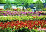 北京園博園：享受“月季花?！?感受獨特“月季梯田”