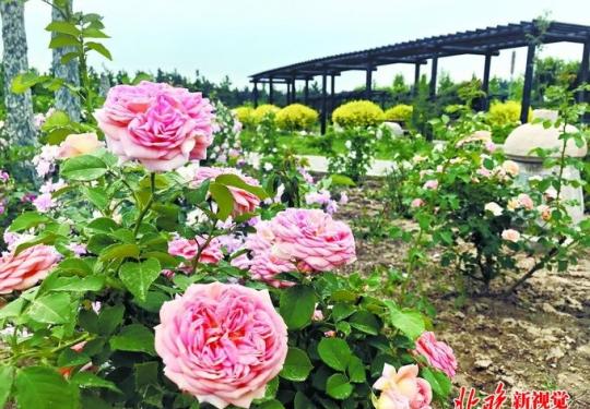 北京南中轴路古老月季园：读懂蔷薇、玫瑰、月季史